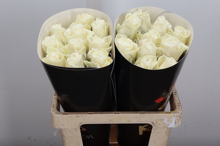 <h4>R Ov Wx Wit W2</h4>