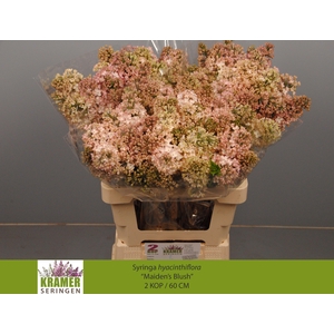 SYR HY MAIDENS BLUSH