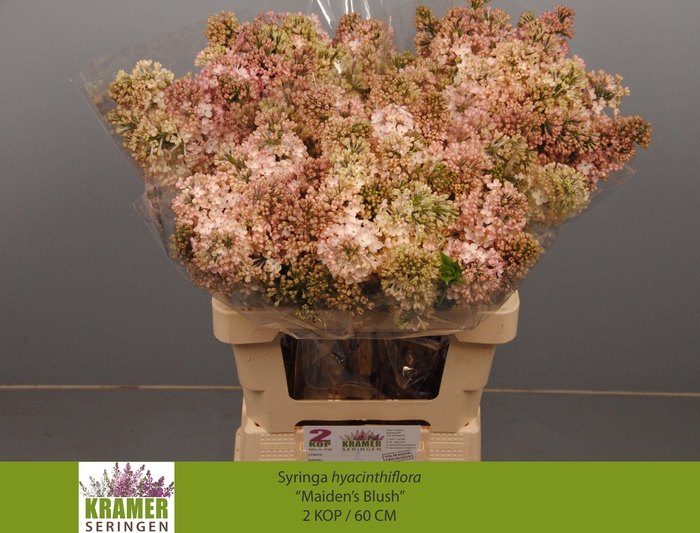 <h4>SYR HY MAIDENS BLUSH</h4>