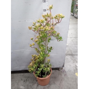 Crassula ovata 'Sunset'