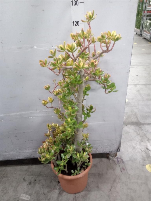 <h4>Crassula ovata 'Sunset'</h4>