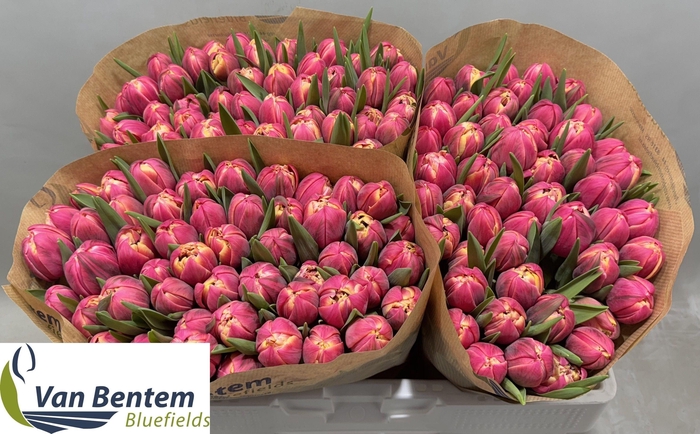 <h4>TU DU COLUMBUS</h4>