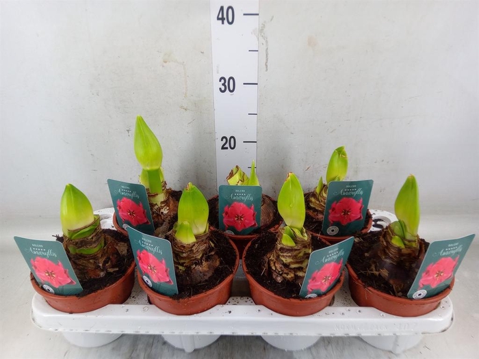 <h4>Hippeastrum   ...</h4>