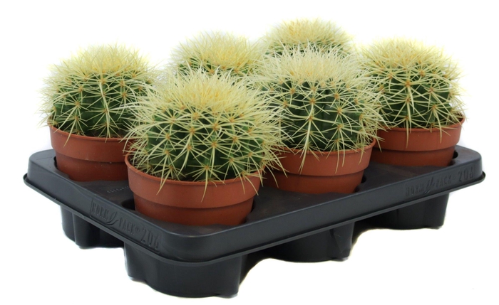 <h4>Echinocactus grusonii 12 cm</h4>