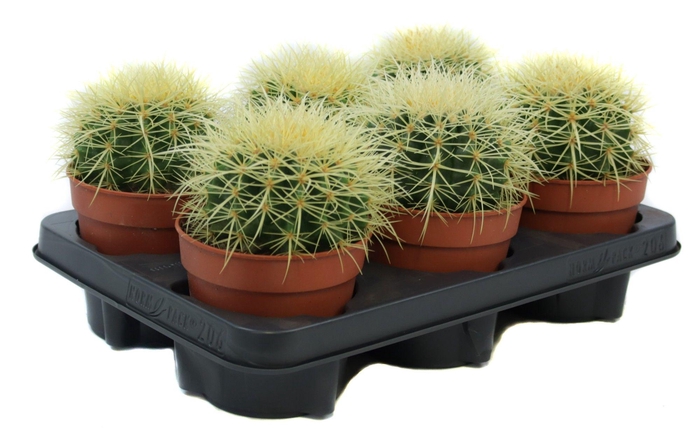 Echinocactus grusonii 12 cm