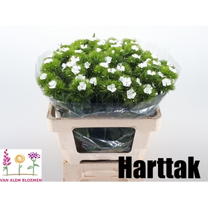 Dianthus barb Sweet Will White