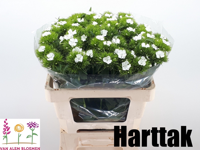 <h4>Dianthus barb Sweet Will White</h4>
