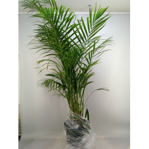 Dypsis lutescens   ...Chrysalidoca
