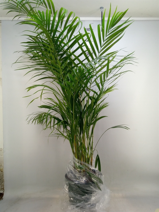 <h4>Dypsis lutescens   ...Chrysalidoca</h4>