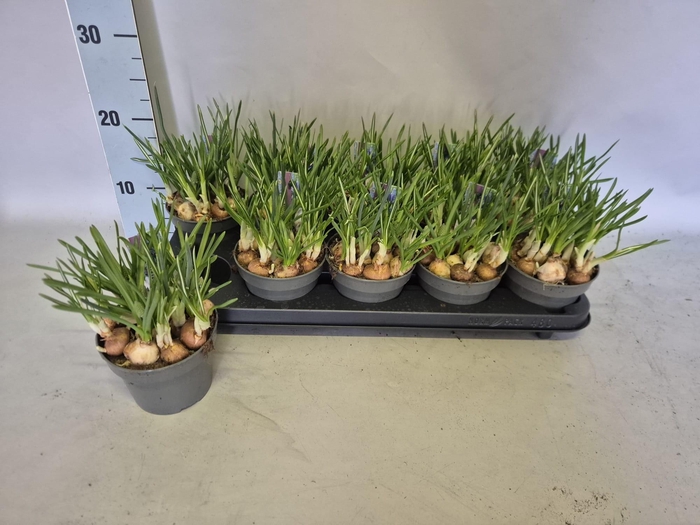 <h4>BOLBLOEMEN GEM</h4>