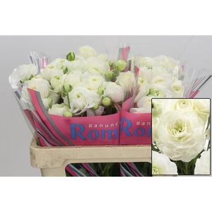 RAN ROMANCE COURCHEV