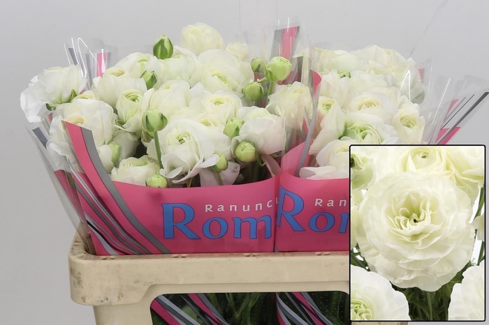 <h4>RAN ROMANCE COURCHEV</h4>