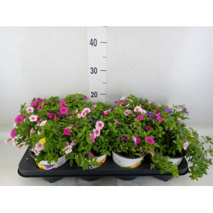 Calibrachoa  'TriobellsPast' .mix '