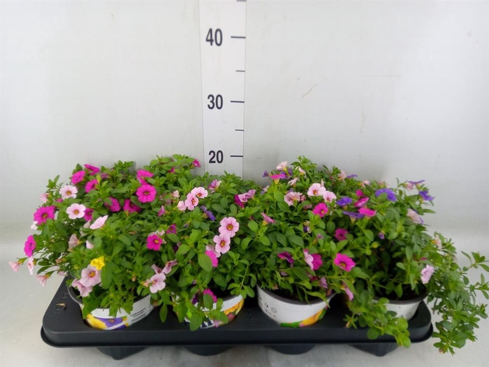 <h4>Calibrachoa  'TriobellsPast' .mix '</h4>