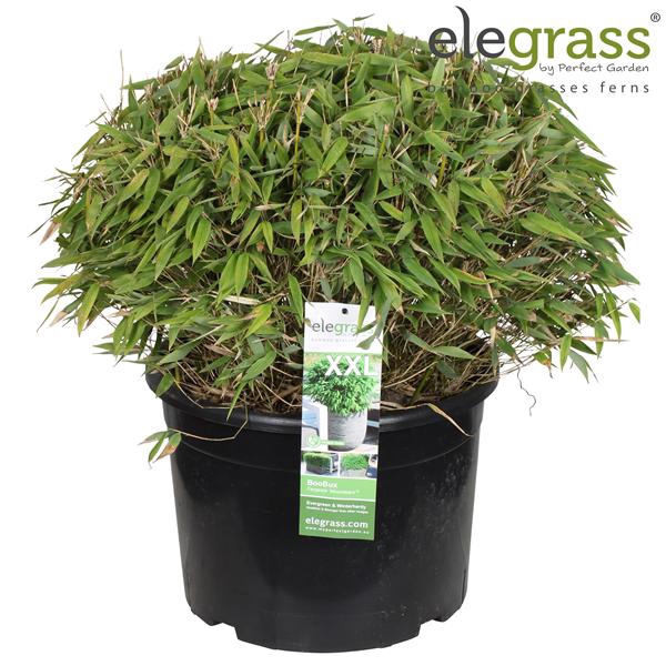 <h4>Fargesia 'Moontears'® Boobux P46</h4>