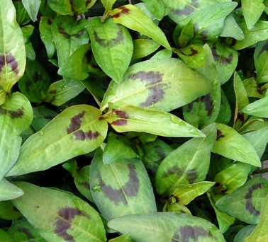 <h4>Persicaria affinis</h4>
