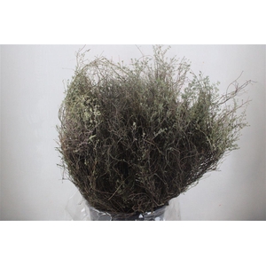 Thym Falso 400gr P Bunch