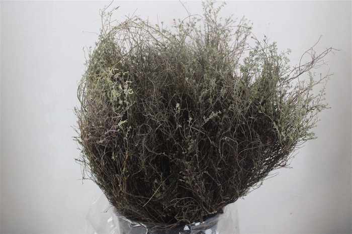 <h4>Thym Falso 400gr P Bunch</h4>