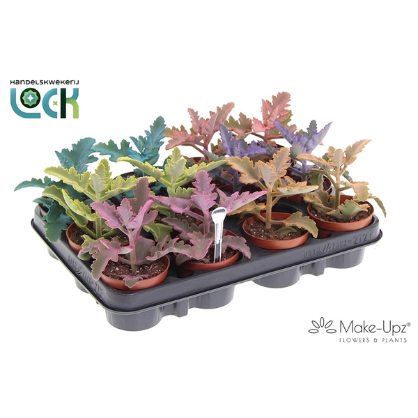 <h4>Kalanchoe Beharensis Make Upz</h4>