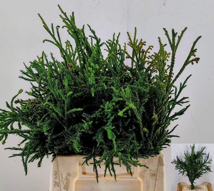 <h4>KERSTGROEN OV BS</h4>