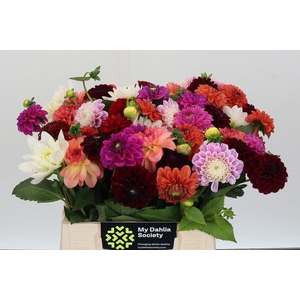 Dahlia Gemengd in bos