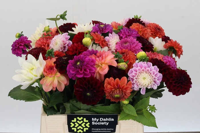 <h4>Dahlia Gemengd in bos</h4>