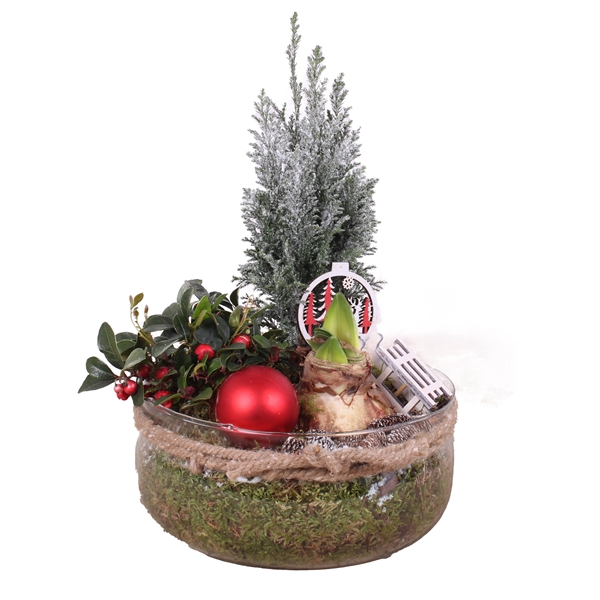 <h4>Christmas Arr. Amaryllis Glass Bowl + Rope ø24cm with 3PP</h4>