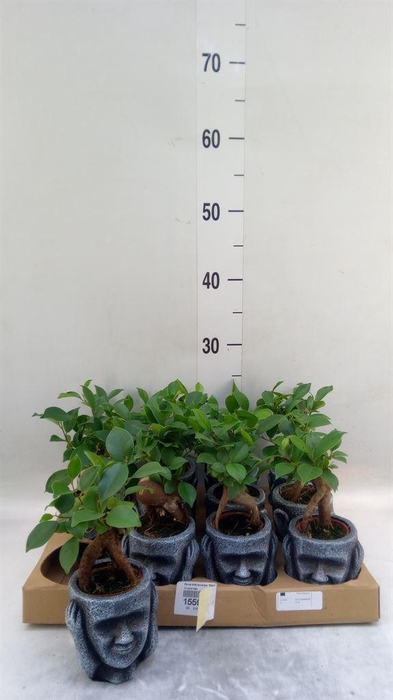 <h4>Ficus microcarpa 'Ginseng'</h4>