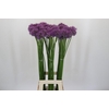 Allium Gladiator