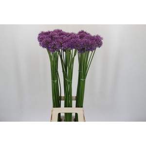 ALLIUM GLADIATOR