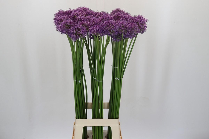 <h4>Allium Gladiator</h4>