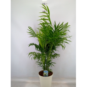 Chamaedorea elegans