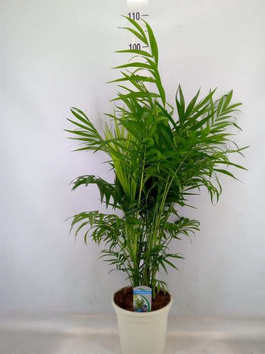 <h4>Chamaedorea elegans</h4>