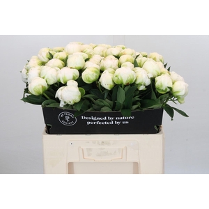 Paeonia Madame Claude Tain