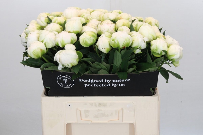 <h4>Paeonia Madame Claude Tain</h4>