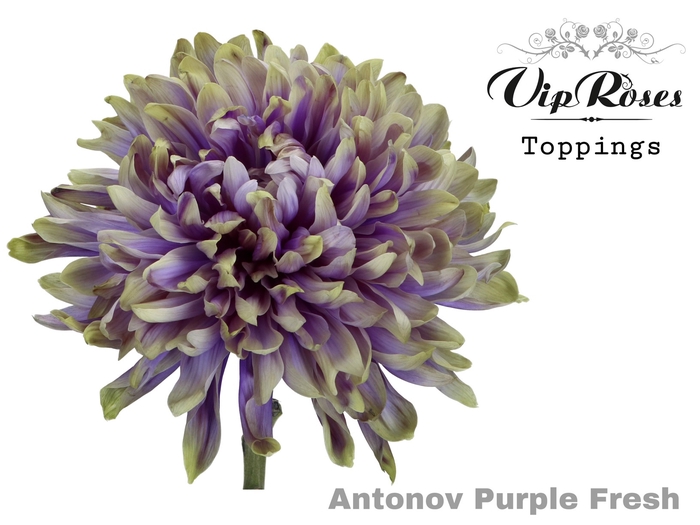 CHR G ANTONOV PURPLE FRESH