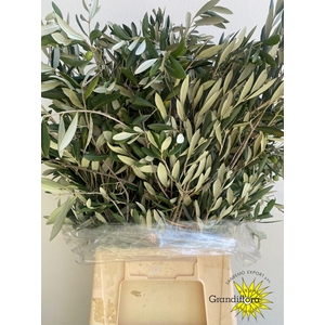 Olive Green Super GF