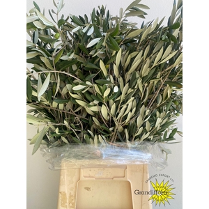 Olive Green Super GF