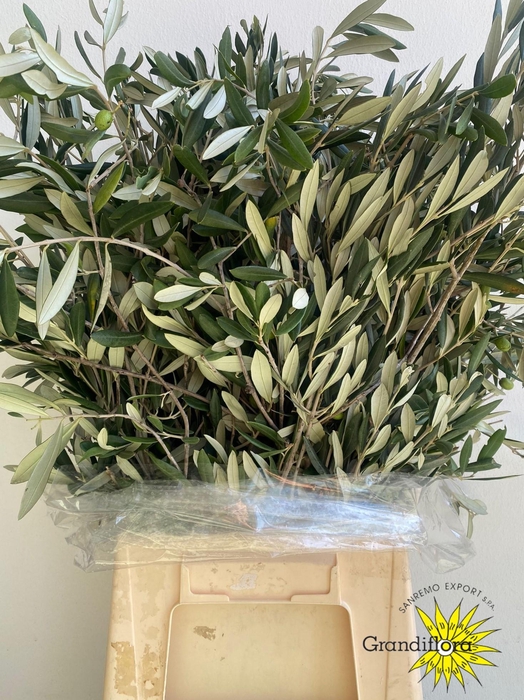 <h4>Olive Green Super GF</h4>