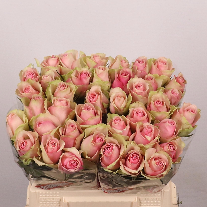 <h4>R Gr Belle Rose</h4>