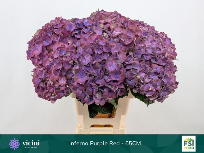 <h4>HYDR M MY INFERNO</h4>