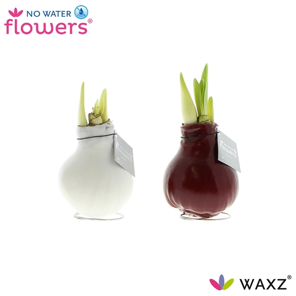 <h4>No Water Flowers Waxz® Colorz</h4>