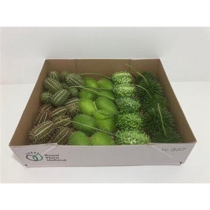 Sier Cucumis Mix X40