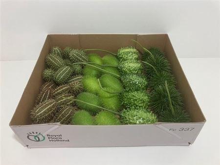 <h4>Sier Cucumis Mix X40</h4>