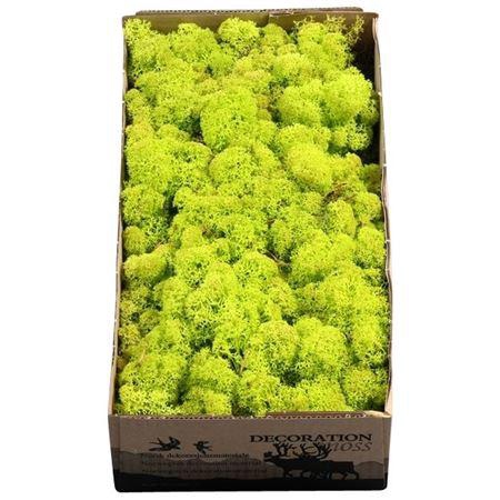 <h4>Ijslandmos (reindeer) Spring Groen</h4>