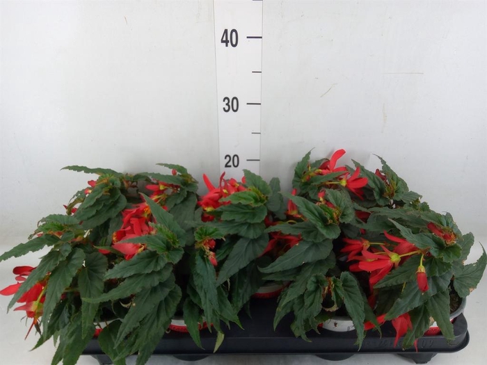<h4>Begonia boliv. 'Beauvilia Red'</h4>