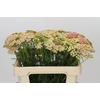 Achillea Millefolium Lachsschönheit