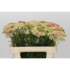 Achillea Millefolium Lachsschönheit