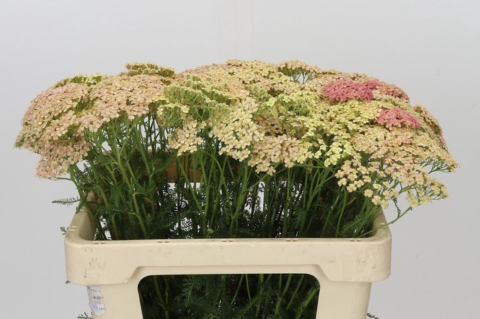 <h4>Achillea Millefolium Lachsschönheit</h4>