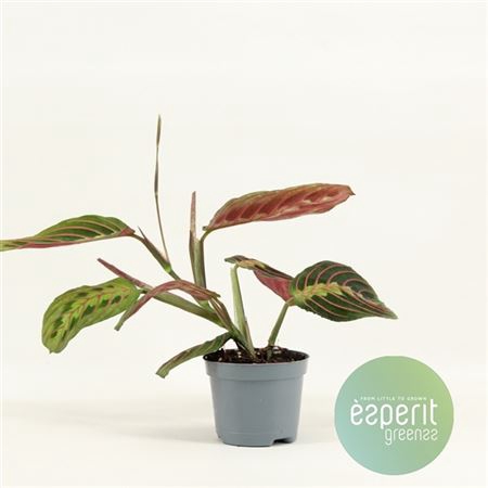 <h4>Maranta Leuconeura Fascinator</h4>